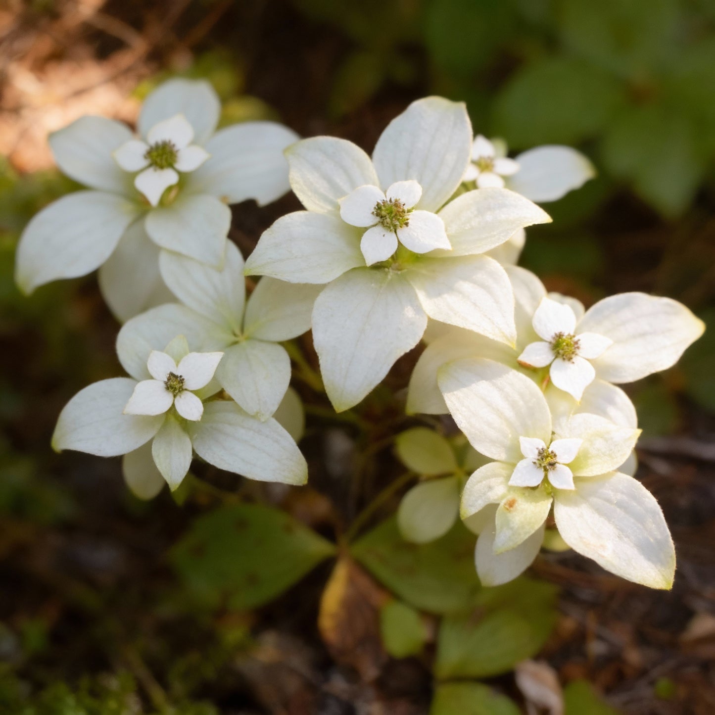 Bunchberry Flower Seeds (Cornus canadensis)