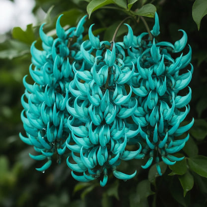 Jade Vine Flower Seeds – Rare Aqua Blue Exotic Climber