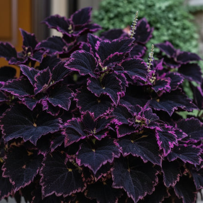 Coleus Black Blue Seeds – Bold Dark Foliage Plant
