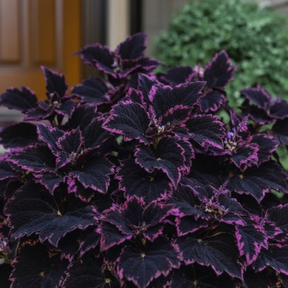 Coleus Black Blue Seeds – Bold Dark Foliage Plant