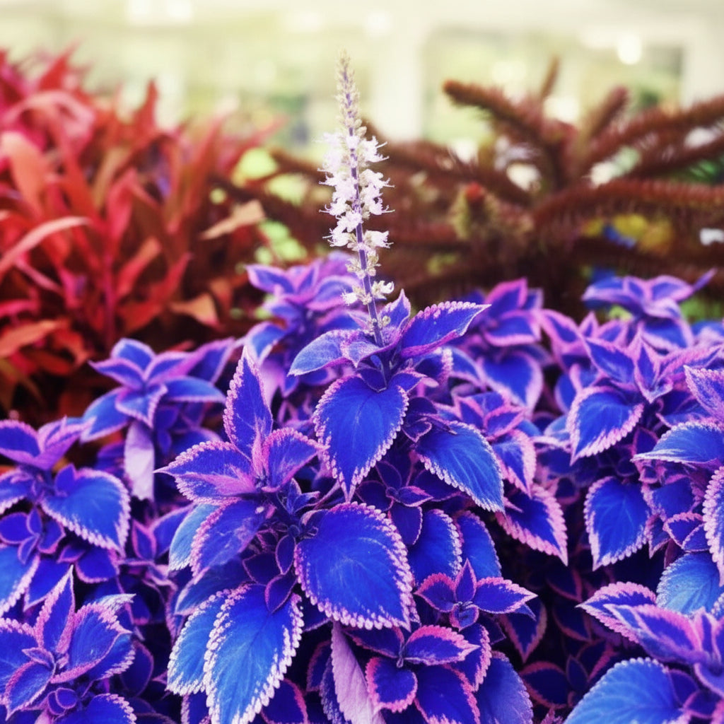 Blue & Pink Coleus Seeds – Vibrant Ornamental Foliage Plant