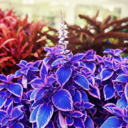 Blue & Pink Coleus Seeds – Vibrant Ornamental Foliage Plant