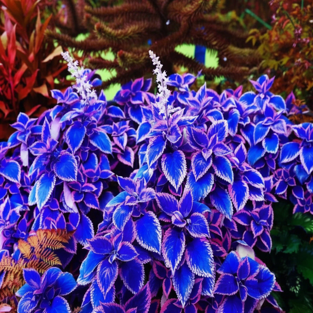 Blue & Pink Coleus Seeds – Vibrant Ornamental Foliage Plant