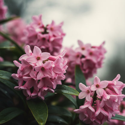 Daphne Flower Seeds – Winter Blooming Fragrant Pink Flowers