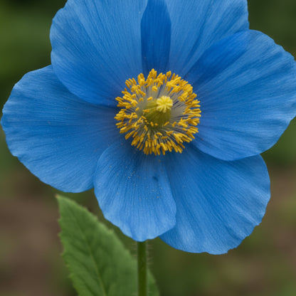 Meconopsis Grandis Flower Seeds — Stunning Blue Himalayan Poppy Seeds for Garden Perennial Blooms