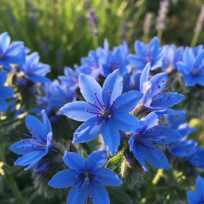 Echium Blue Dwarf Flower Seeds – Compact Blue Blooms for Garden Borders