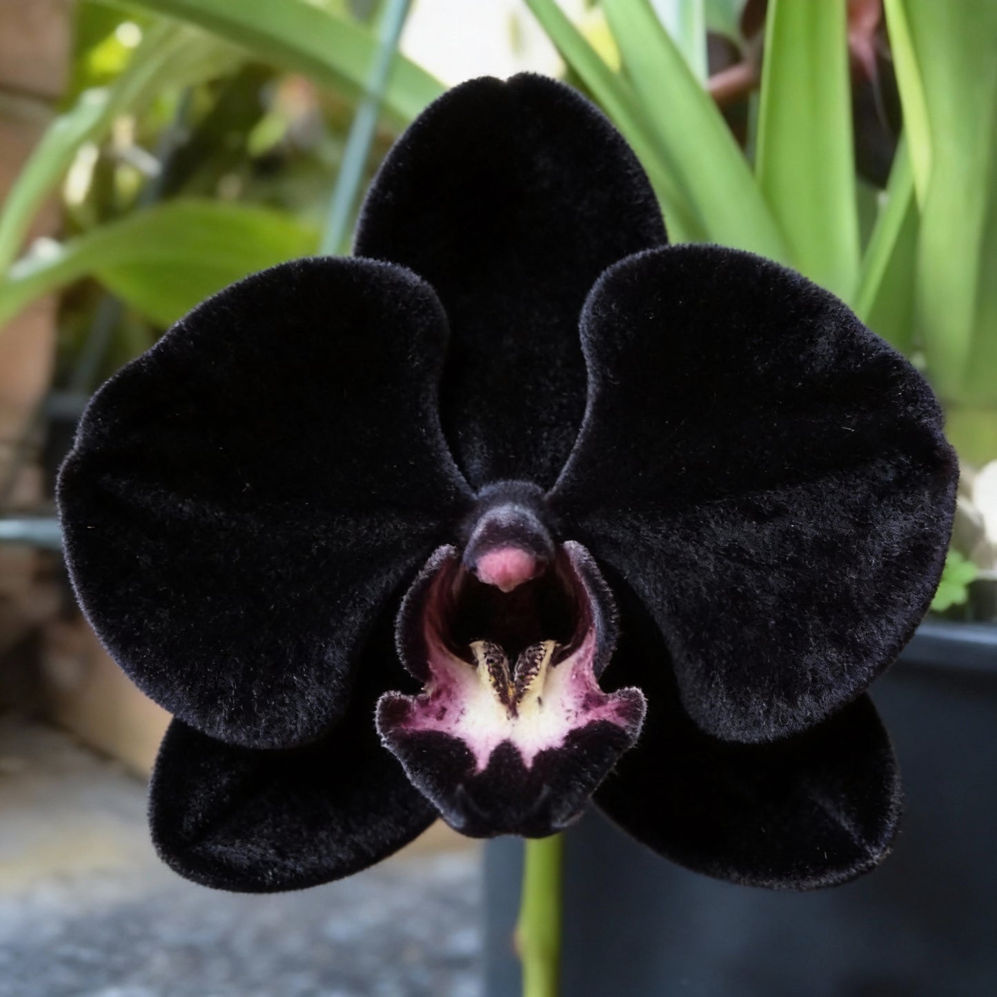 Black Phalaenopsis Orchid Flower Seeds (100 PCS)