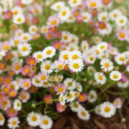 Erigeron Karvinskianus Seeds – Perennial Daisy Ground Cover Flower