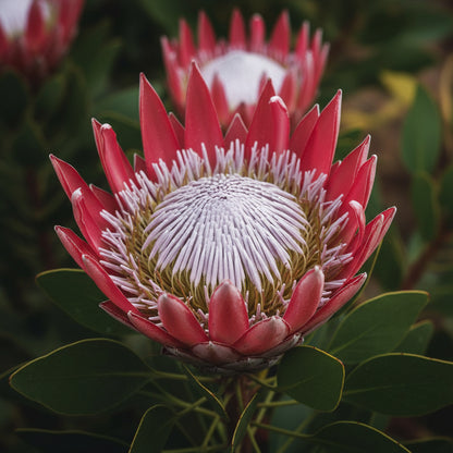 Exotic Protea Flower Plant Seeds