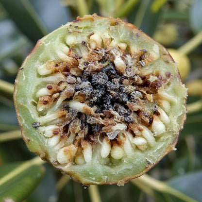 Moreton Bay Fig Tree Seeds (Ficus macrophylla) – Rare Ornamental Tree Seeds