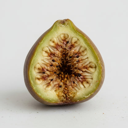 Moreton Bay Fig Tree Seeds (Ficus macrophylla) – Rare Ornamental Tree Seeds