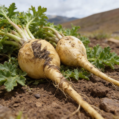 Black Maca Seeds – Peruvian Ginseng Herb Seeds (100 pcs)