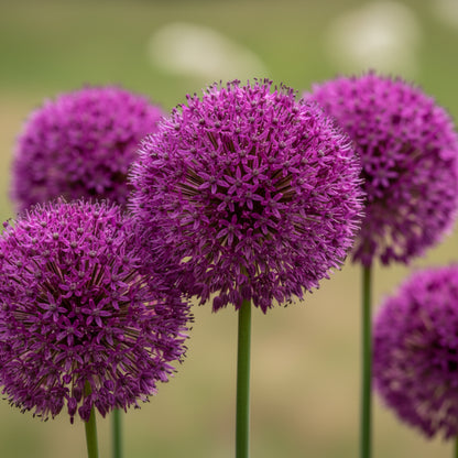 Mix Giant Allium Giganteum Flower Seeds – Stunning Perennial Blooms