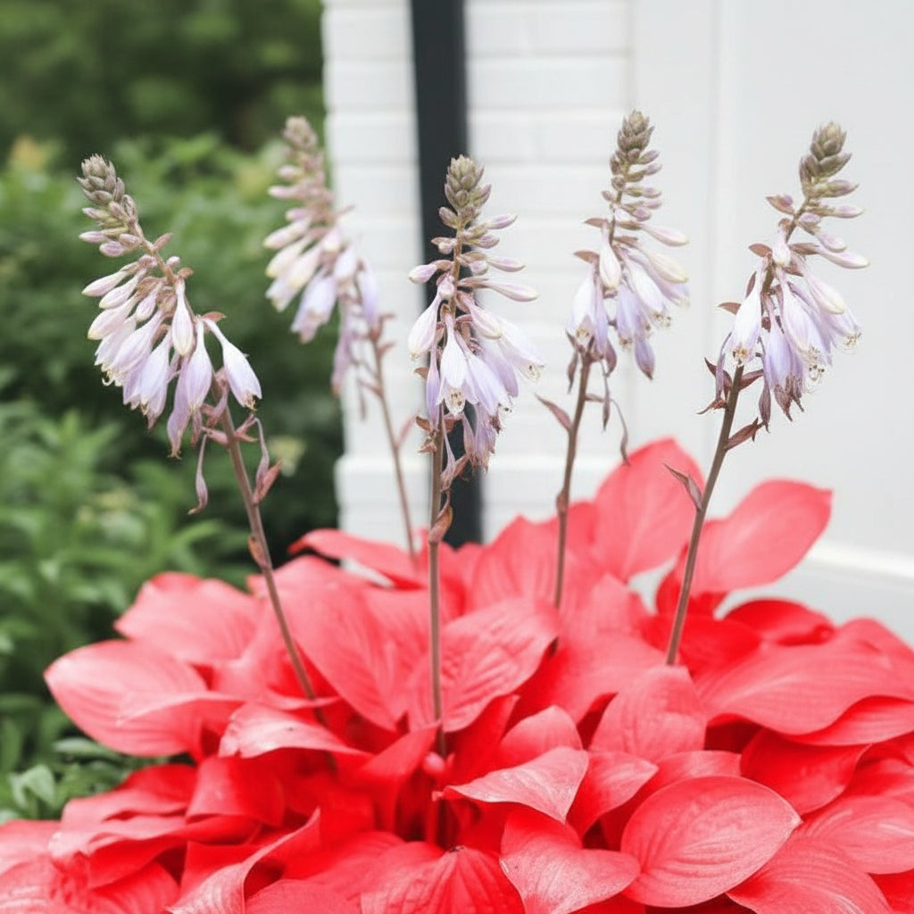 Red Hosta Seeds – Shade Loving Ornamental Perennial Plant
