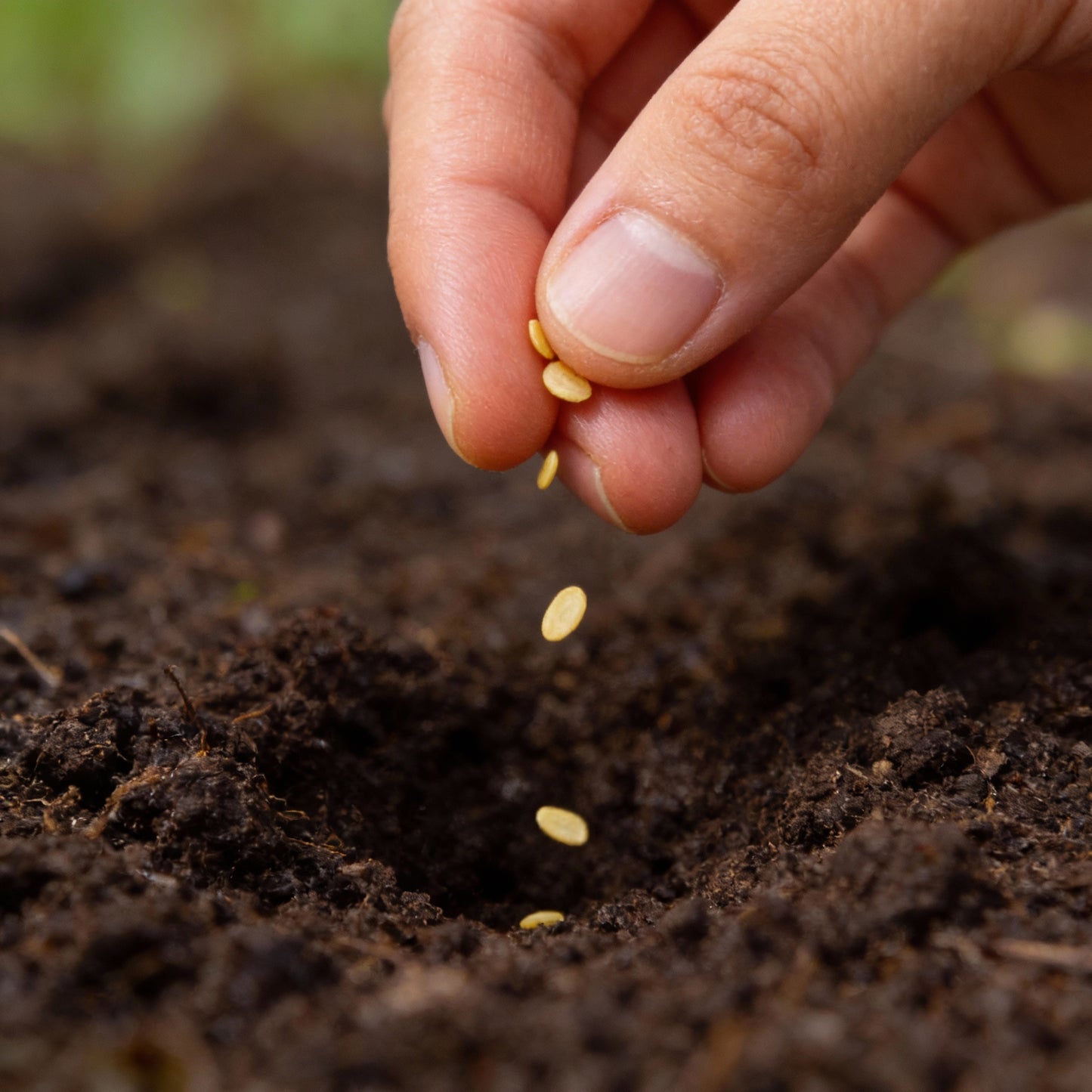 Hot Pepper Biquinho Red Vegetable Seeds for Gardeners Grow Vibrant Spicy Red Peppers