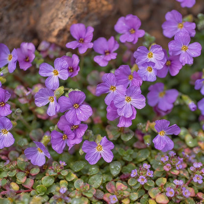 Rainbow Creeping Thyme & Mixed Rock Cress Seeds – Perennial Ground Cover for Home Garden