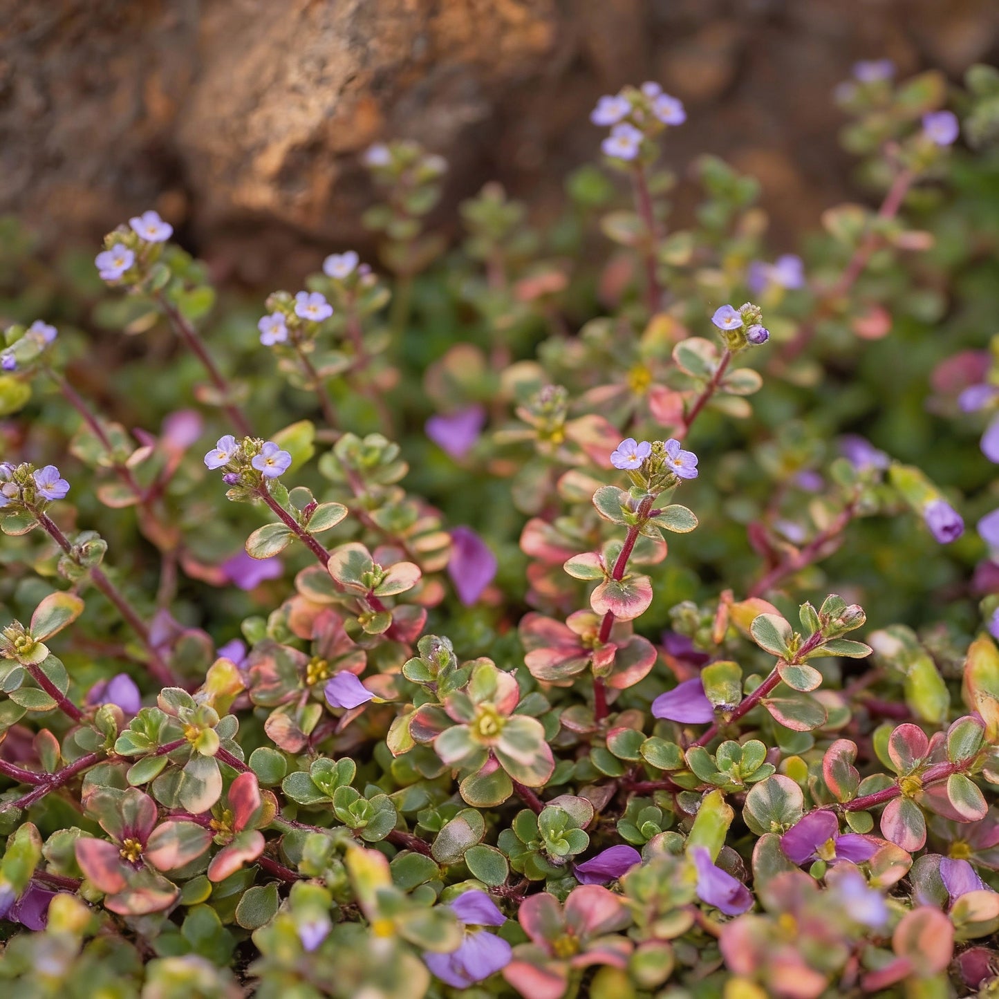 Rainbow Creeping Thyme & Mixed Rock Cress Seeds – Perennial Ground Cover for Home Garden