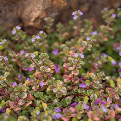 Rainbow Creeping Thyme & Mixed Rock Cress Seeds – Perennial Ground Cover for Home Garden
