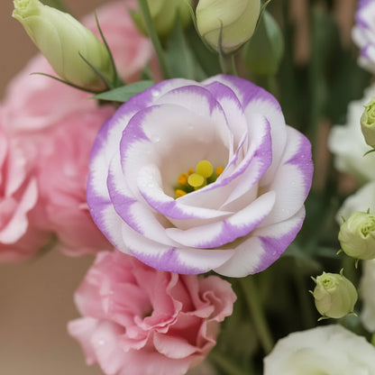 Rare Mixed Colour Eustoma Seeds (Lisianthus) – Exotic Cut Flower Blooms
