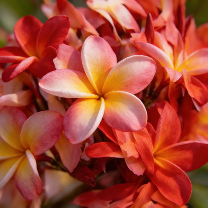 Mixed Colors Plumeria Rubra (Frangipani) Flower Seeds – Exotic Tropical Blooms