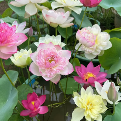 Lotus Mix Flower Seeds – All Mixed Colors Sacred Aquatic Blooms