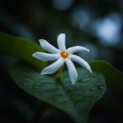 Night Flowering Jasmine Seeds (Cestrum nocturnum) – Raat Rani Fragrant Flower Seeds