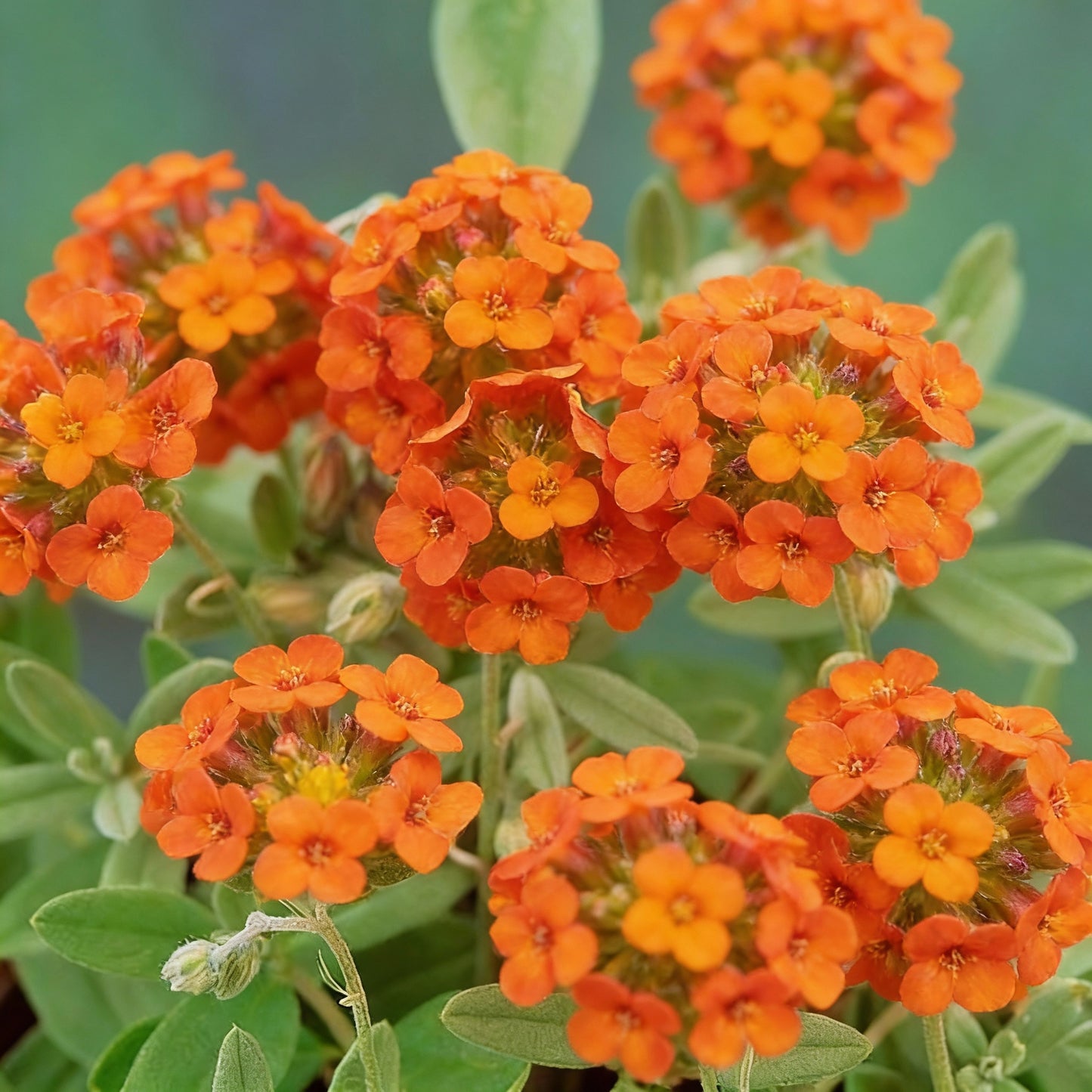 Orange Creeping Thyme Seeds – Fragrant Perennial Ground Cover Plant