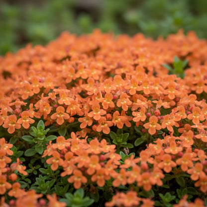 Orange Creeping Thyme Seeds – Fragrant Perennial Ground Cover Plant