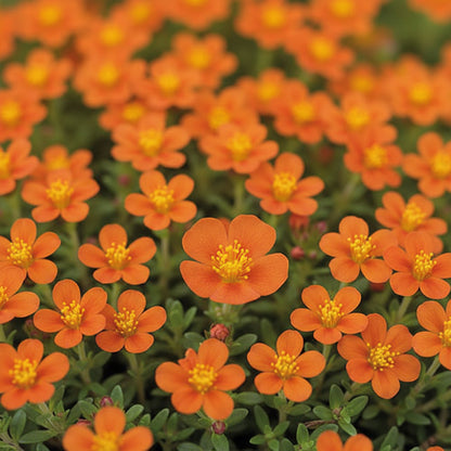 Orange Creeping Thyme Seeds – Fragrant Perennial Ground Cover Plant