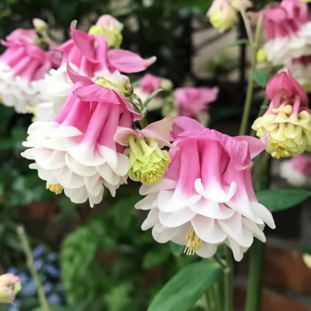 Pink Petticoat Columbine Seeds – Hardy Perennial Flower