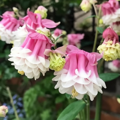 Pink Petticoat Columbine Seeds – Hardy Perennial Flower