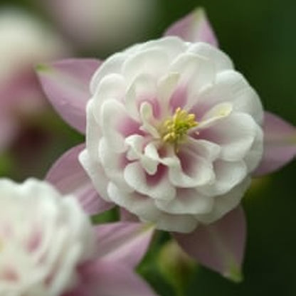 Pink Petticoat Columbine Seeds – Hardy Perennial Flower