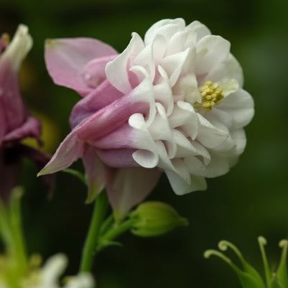 Pink Petticoat Columbine Seeds – Hardy Perennial Flower