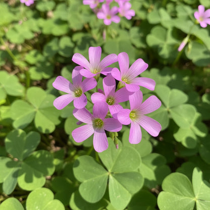 Pink Wood Sorrel Seeds (Oxalis debilis) – Low Growing Perennial Ornamental