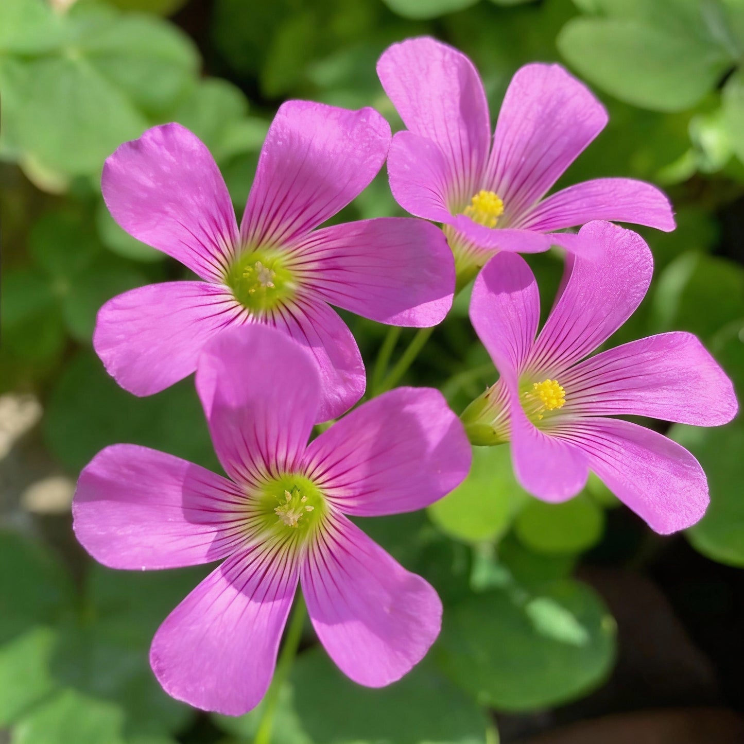 Pink Wood Sorrel Seeds (Oxalis debilis) – Low Growing Perennial Ornamental