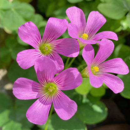 Pink Wood Sorrel Seeds (Oxalis debilis) – Low Growing Perennial Ornamental