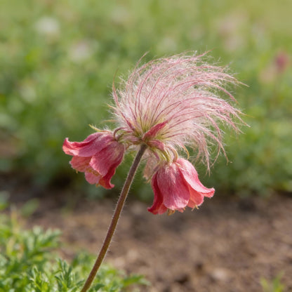 Prairie Flower Seeds (Prairie Smoke) – Fragrant Perennial Wildflower