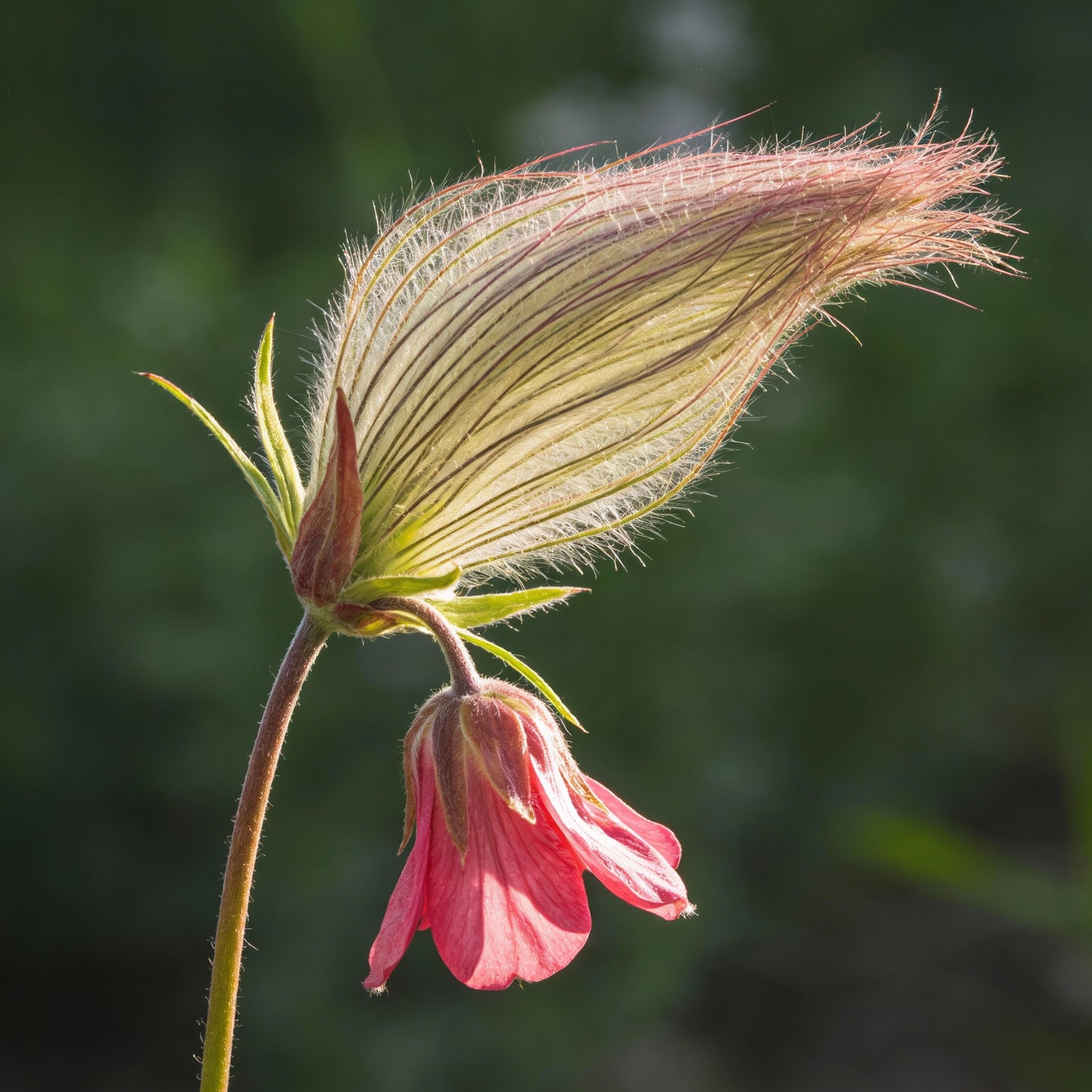 Prairie Flower Seeds (Prairie Smoke) – Fragrant Perennial Wildflower