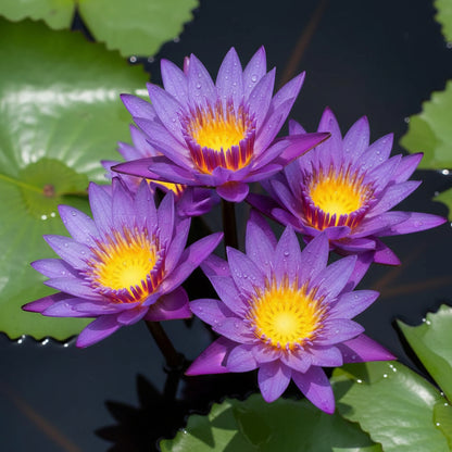 Premium Purple Lotus Flower Seeds — Grow Stunning Aquatic Blooms