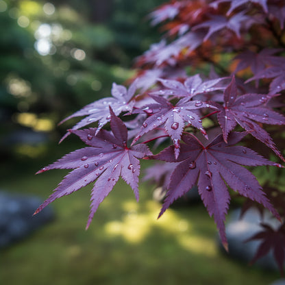 Purple Maple Bonsai Tree Seeds – Exotic Ornamental Perennial Plant