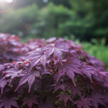 Purple Maple Bonsai Tree Seeds – Exotic Ornamental Perennial Plant