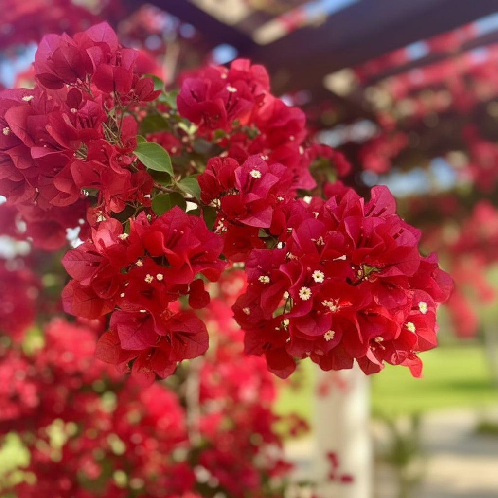 Red Bougainvillea Flower Seeds – Vibrant Climbing Blooms for Gardens