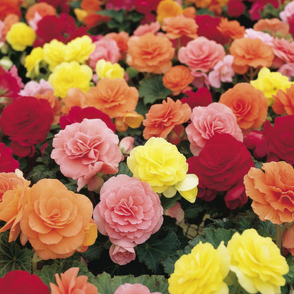 Begonia Tuberous Non-Stop Mocca F1 Mixed Flower Seeds