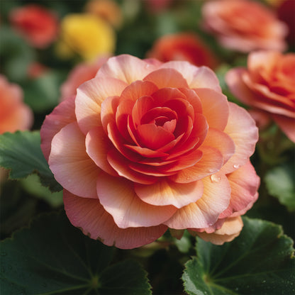 Begonia Tuberous Non-Stop Mocca F1 Mixed Flower Seeds