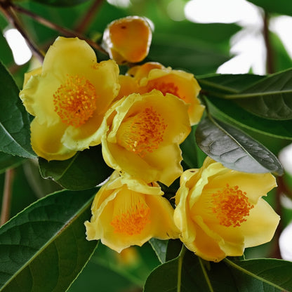 Golden Camellia Seeds — Yellow Camellia Flower Seeds (Camellia japonica)