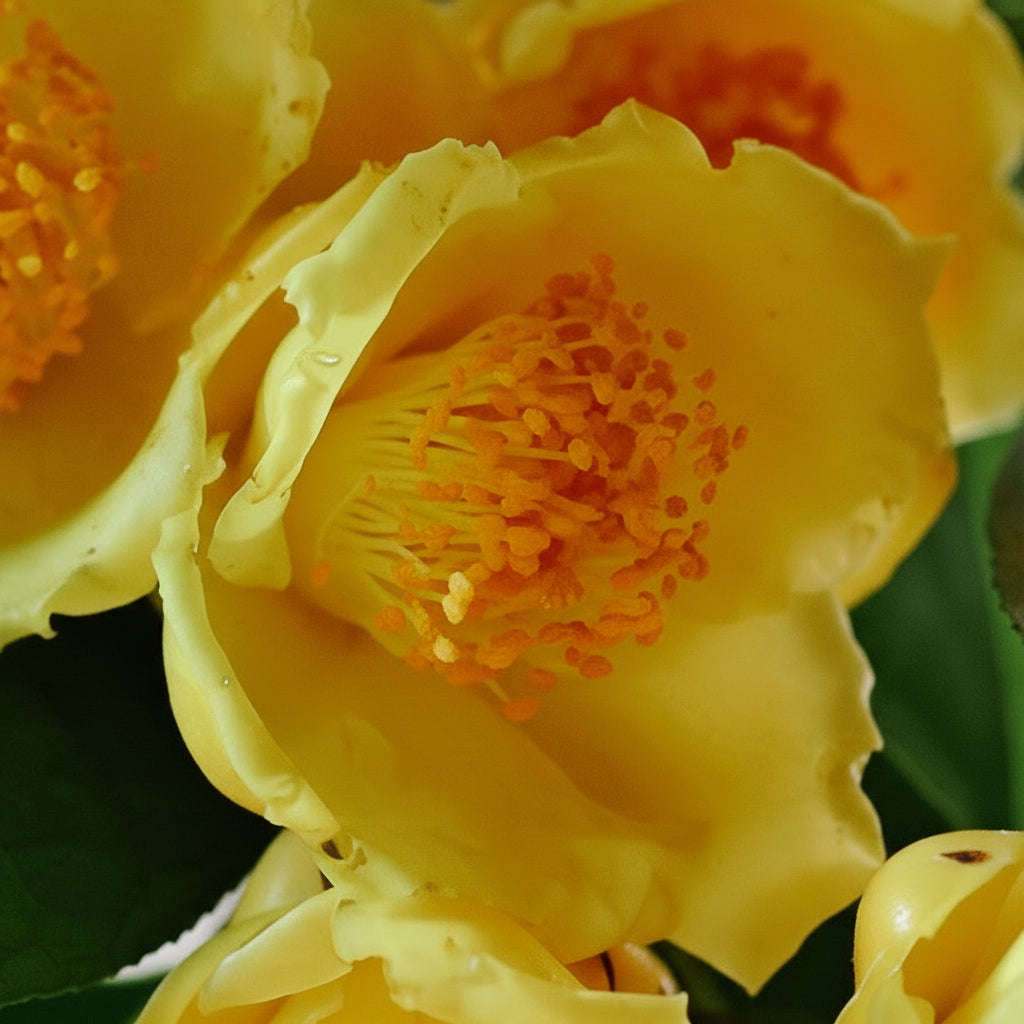 Golden Camellia Seeds — Yellow Camellia Flower Seeds (Camellia japonica)