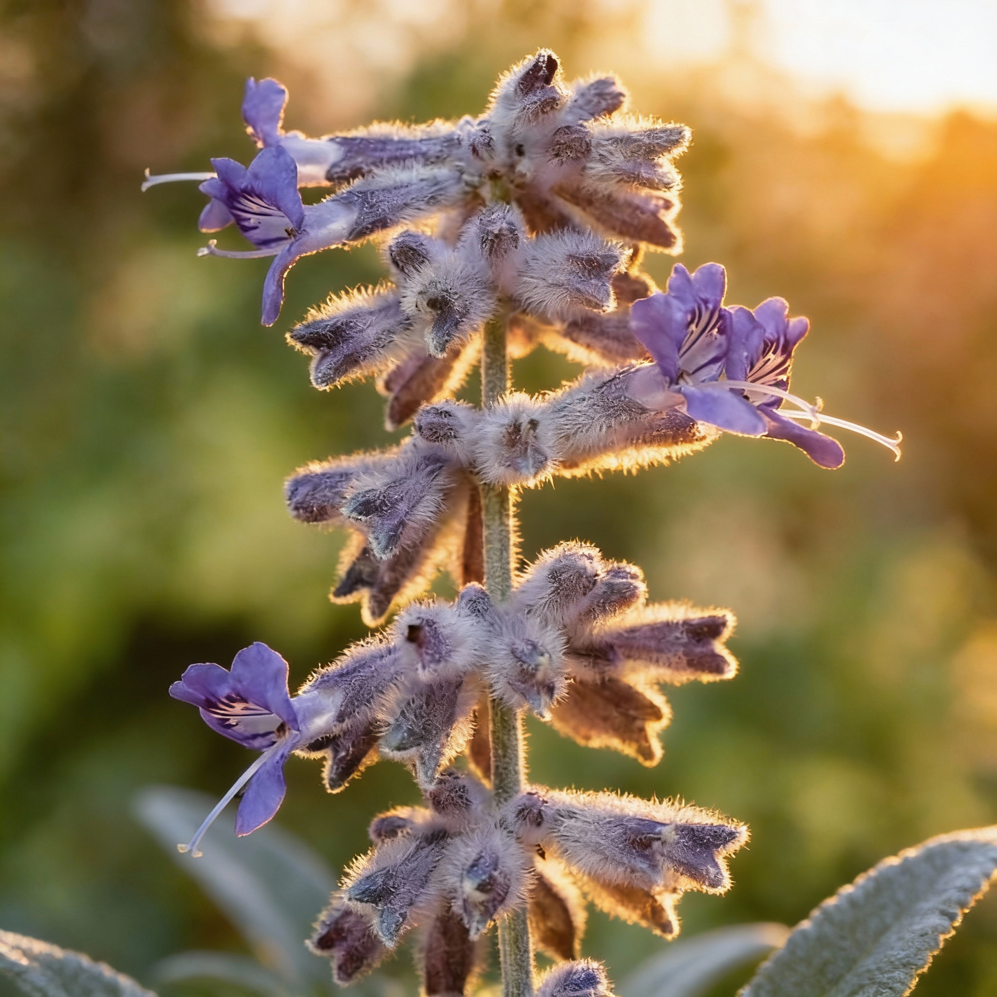 Russian Sage Seeds – Perovskia atriplicifolia Drought-Tolerant Perennial