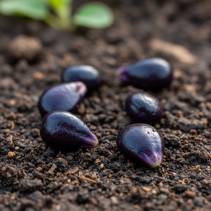 Purple Cucumber Vegetable Seeds – Easy Growing, High-Yield Home Garden Variety