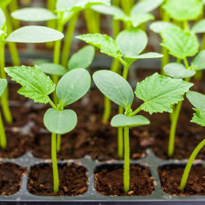 Purple Cucumber Vegetable Seeds – Easy Growing, High-Yield Home Garden Variety