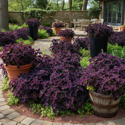 Coleus Black Blue Seeds – Bold Dark Foliage Plant